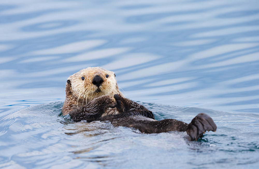 Sea Otter