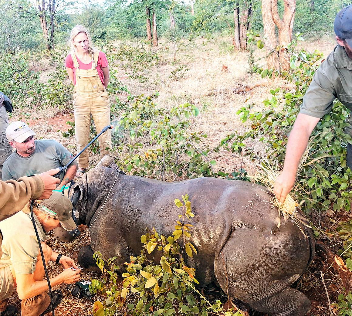 As part of the rhino protection operations lead by Bryce Clemence and his team, veterinarians are ear notching a young female white rhino...