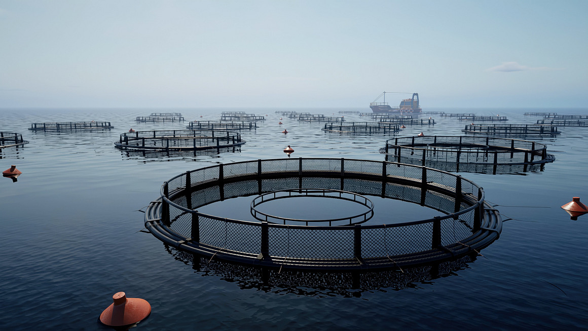 Drone camera shots of fish farm cages offer dynamic aerial perspectives, showcasing the layout and operations of aquaculture facilities i...