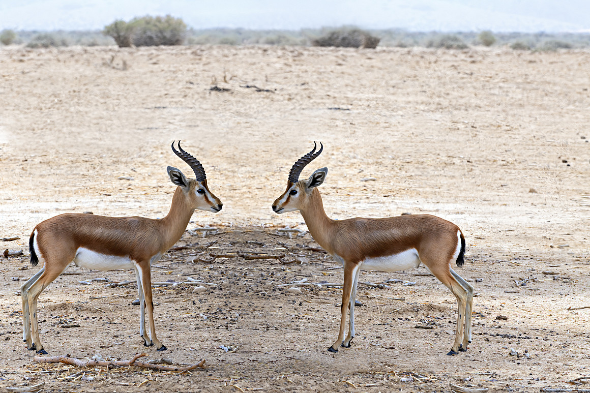 Dorcas gazelle (Gazella dorcas) inhabits nature desert reserves in the Middle East. Expanding human civilization is a major threat to pop...