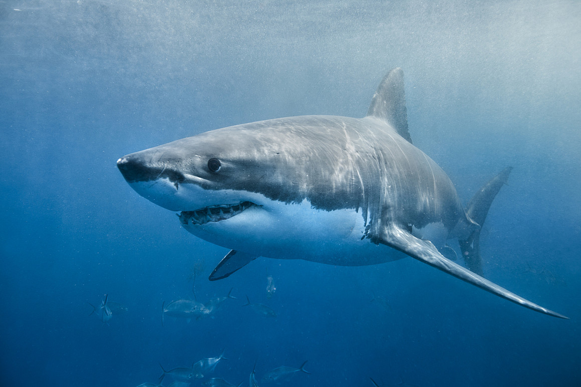 A great white shark swimming in the ocean.