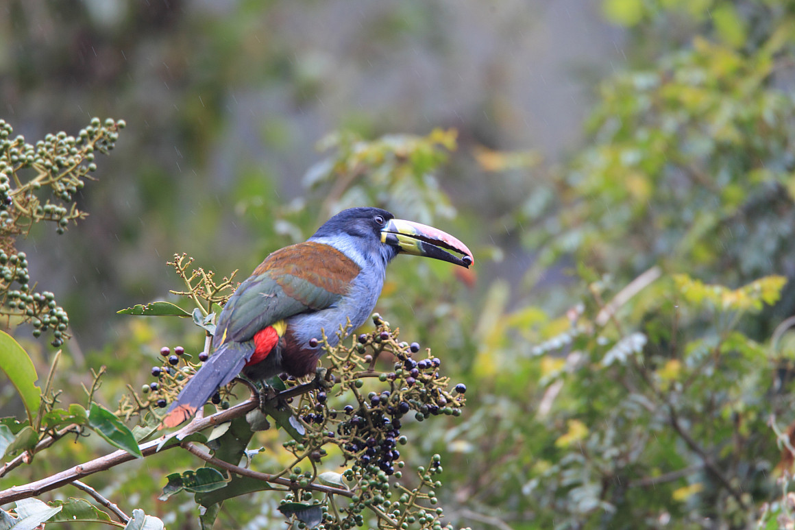 Grey-breasted Mountain Toucan (Andigena hypoglauca) in Ecuador