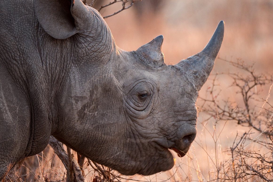 Zambezi National Park is a national park located upstream from Victoria Falls on the Zambezi River in Zimbabwe. It was split off from Vic...