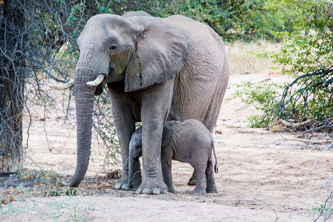 Elephant mother and calf