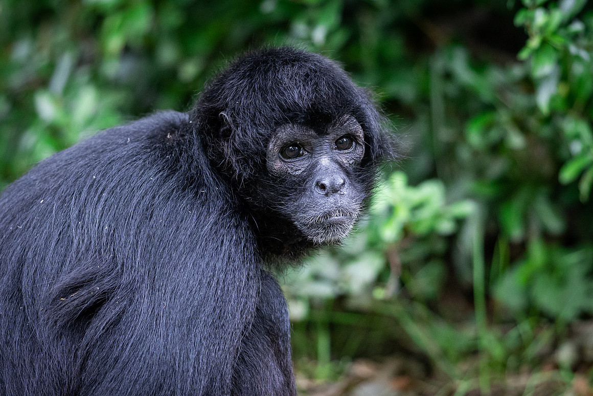 A brown-headed spider monkey is in the jungle