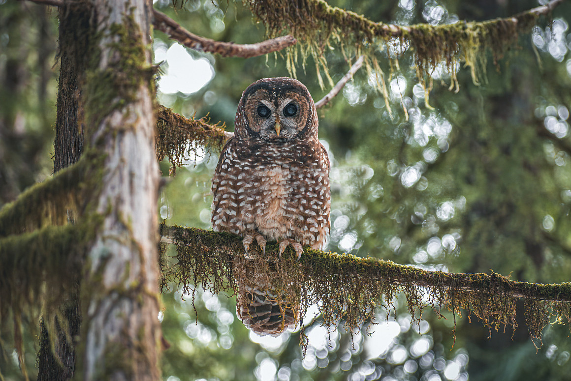 A Northern Spotted Owl in an old growth forest.