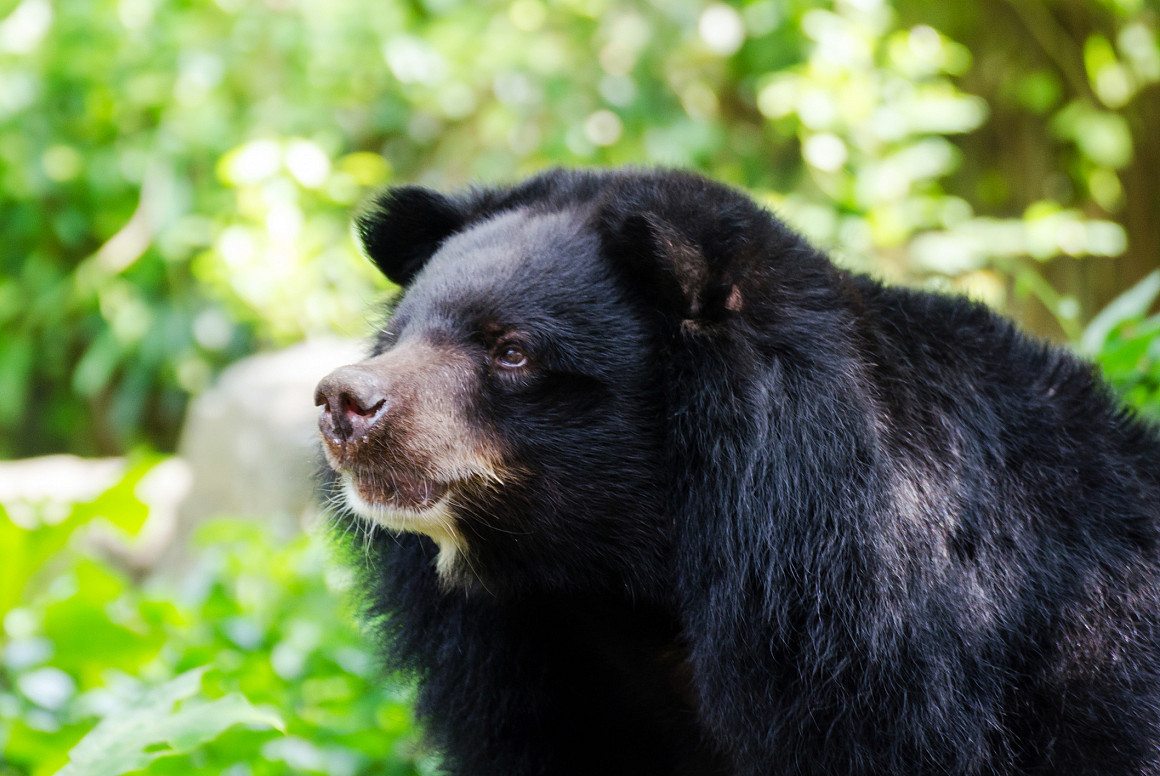 Asiatic Black Bear (Tibetan black bear, Himalayan black bear, moon bear)