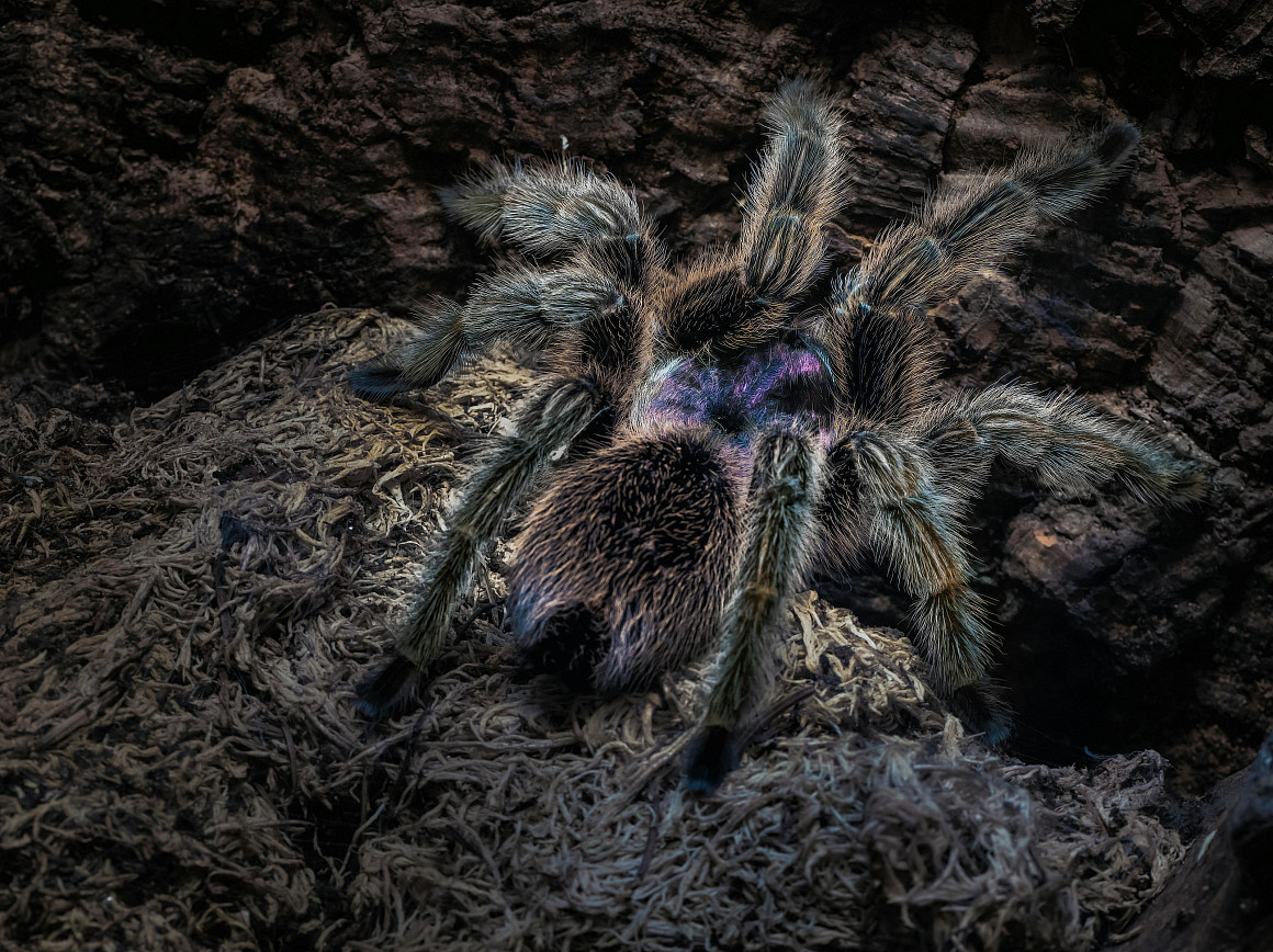 Chilean rose tarantula