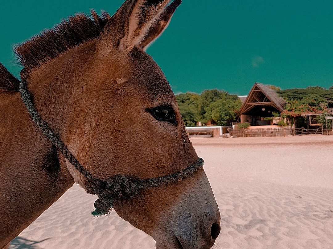 Millions of donkeys are at risk because of the rapidly growing demand for their skin