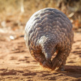 Most trafficked animal - The Pangolin