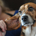 We Animals, Jo-Anne McArthur