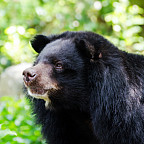 Asiatic Black Bear (Tibetan black bear, Himalayan black bear, moon bear)