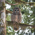 A Northern Spotted Owl in an old growth forest.