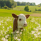 Portrait of little calf on grass field