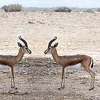 Dorcas gazelle (Gazella dorcas) inhabits nature desert reserves in the Middle East. Expanding human civilization is a major threat to pop...