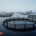Drone camera shots of fish farm cages offer dynamic aerial perspectives, showcasing the layout and operations of aquaculture facilities i...