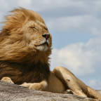 A noble lion resting on a kopje in the Serengeti while winds blow through his mighty mane.