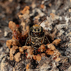 Macro photograph of Melipona eburnia, a stingless bee native to the Amazon rainforest. The image captures its fine details delicate wings...