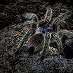 Chilean rose tarantula