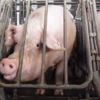 Sows in gestation crates at a pig breeding facility in Virginia