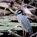Beautiful yellow crowned night heron (Nyctanassa violacea) perched on a branch in a wetland full of water lilies. Photograph taken in the...
