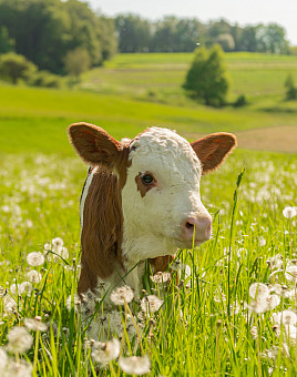 Portrait of little calf on grass field