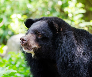 Asiatic Black Bear (Tibetan black bear, Himalayan black bear, moon bear)