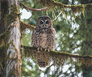 A Northern Spotted Owl in an old growth forest.