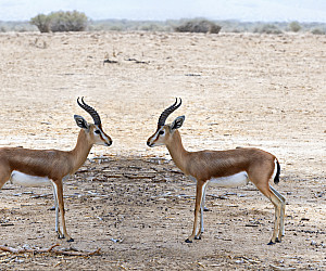 Dorcas gazelle (Gazella dorcas) inhabits nature desert reserves in the Middle East. Expanding human civilization is a major threat to pop...
