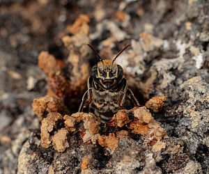 Macro photograph of Melipona eburnia, a stingless bee native to the Amazon rainforest. The image captures its fine details delicate wings...