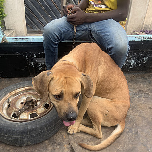 Ralph, who our community collaboration helped by providing veterinary care following injuries he sustained after being hit by a car.