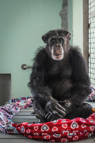 Ron, a chimpanzee rescued from invasive research, in his nest of blankets at Save the Chimps sanctuary. Save the Chimps,