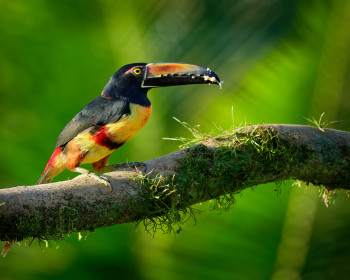 Collared Aracari - Pteroglossus torquatus is toucan, a near-passerine bird. It breeds from southe...