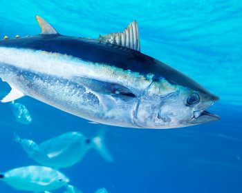 Bluefin tuna Thunnus thynnus saltwater fish in mediterranean