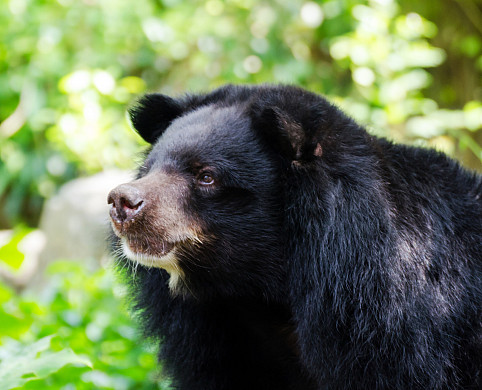 Asiatic Black Bear (Tibetan black bear, Himalayan black bear, moon bear)