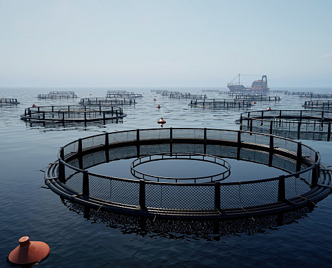 Drone camera shots of fish farm cages offer dynamic aerial perspectives, showing the layout and operations of aquaculture facilities in t...