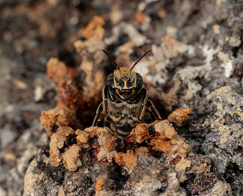 Macro photograph of Melipona eburnia, a stingless bee native to the Amazon rainforest. The image captures its fine details delicate wings...