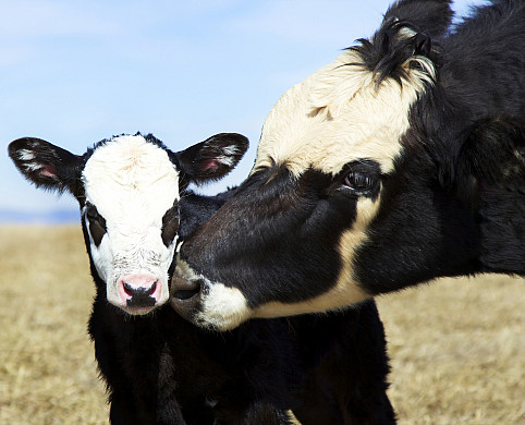 A cow cleaning up her young calf.