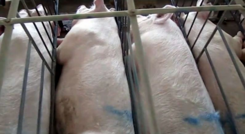 Sows in gestation crates in a facility in Virginia.Credit: H...