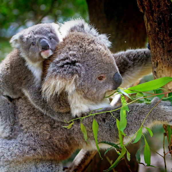 The Future of Koalas Is in Jeopardy • Center for Animal Law