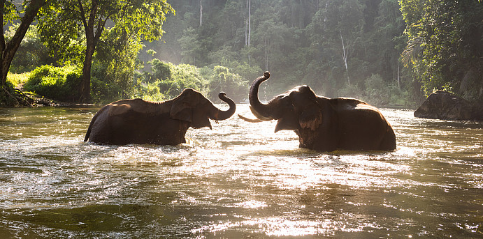 CALS Launches International Wildlife Clinic