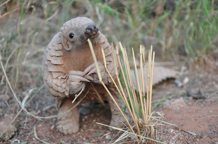 A baby pangolin. Pangolins are reported to be the world's most trafficked mammal.