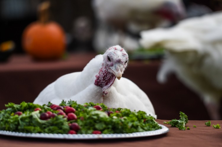 Photo courtesy of Jo-Anne McArthur / We Animals