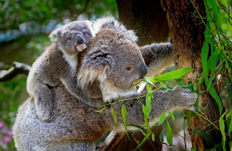 The Future of Koalas Is in Jeopardy • Center for Animal Law Studies • Lewis  & Clark