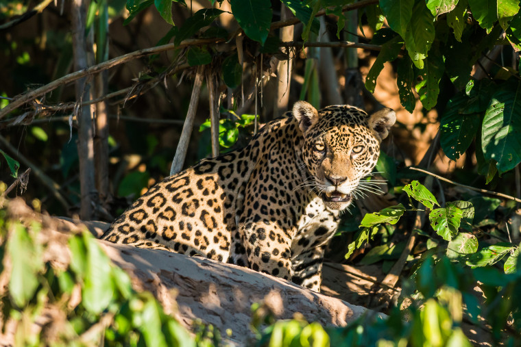 jaguar in the peruvian amazon jungle at Madre de Dios