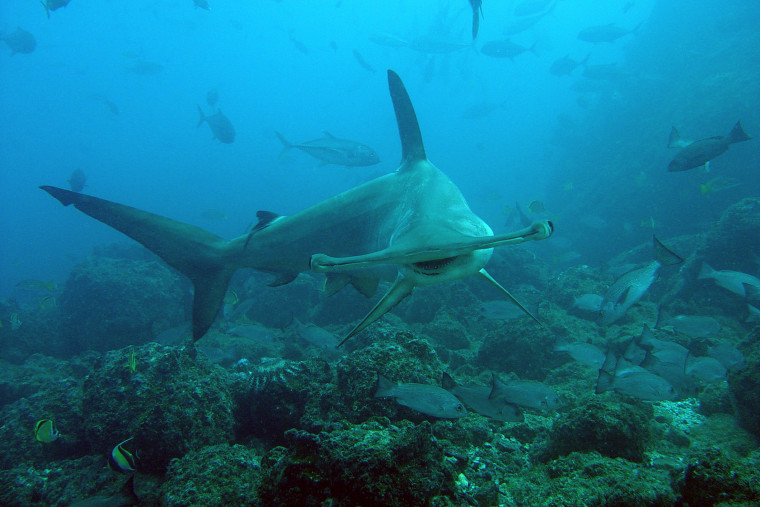 A scalloped hammerhead shark swims over the active reef in Cocos Island, Costa Rica