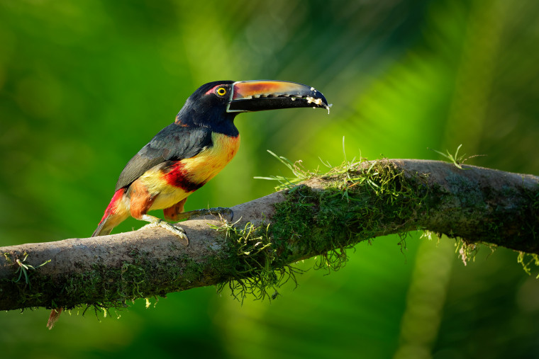 Collared Aracari - Pteroglossus torquatus is toucan, a near-passerine bird. It breeds from southern Mexico to Panama, Ecuador, Colombia, ...