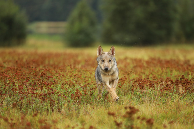 A gray wolf cub running in blossom grass in a summer meadow in Finland.