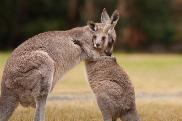 A mother and baby kangaroo hug one another.