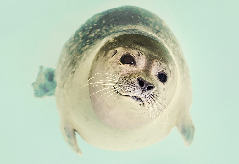 A seal, one of the many aquatic animals celebrated on World Aquatic Animal Day.